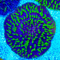 Purple Fungia Plate Coral