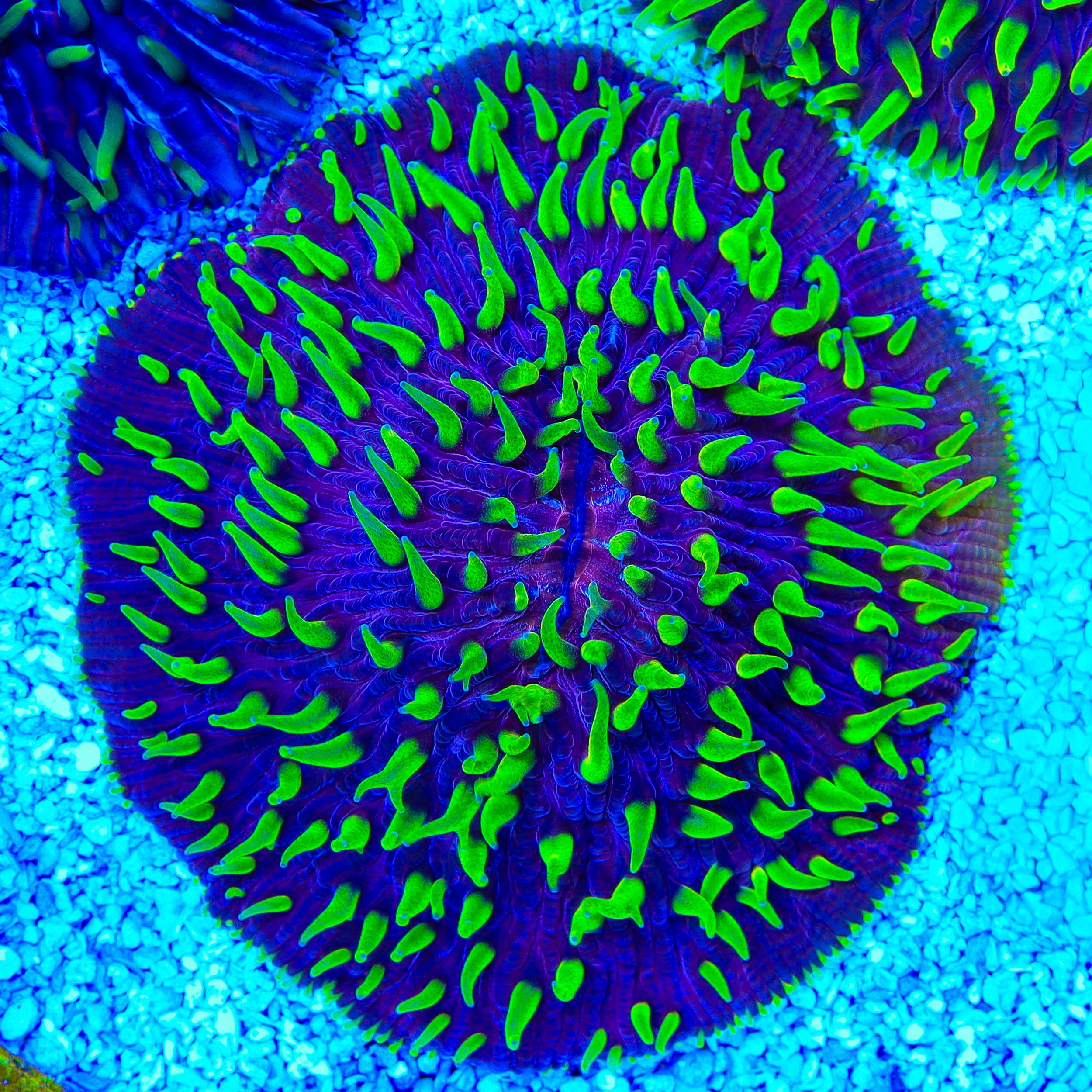 Purple Fungia Plate Coral