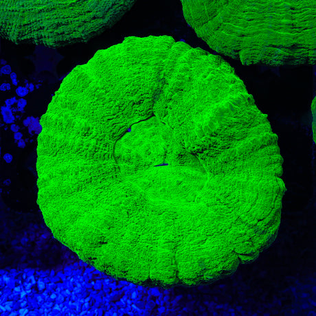 Ultra Scolymia Coral