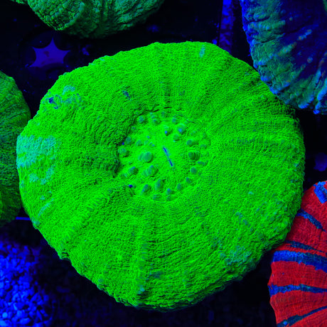 Rainbow Acanthophyllia Coral