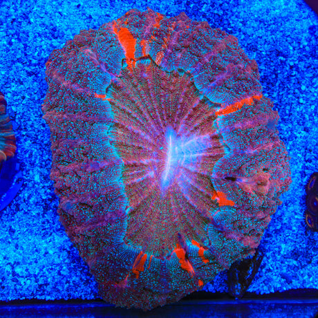 Ultra Lobophyllia Coral