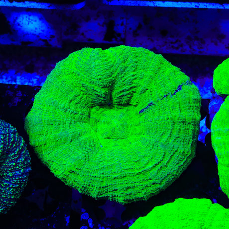 War Paint Scolymia Coral