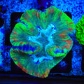 Rainbow Trachyphyllia Coral