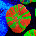 Ultra Bleeding Apple Scolymia Coral