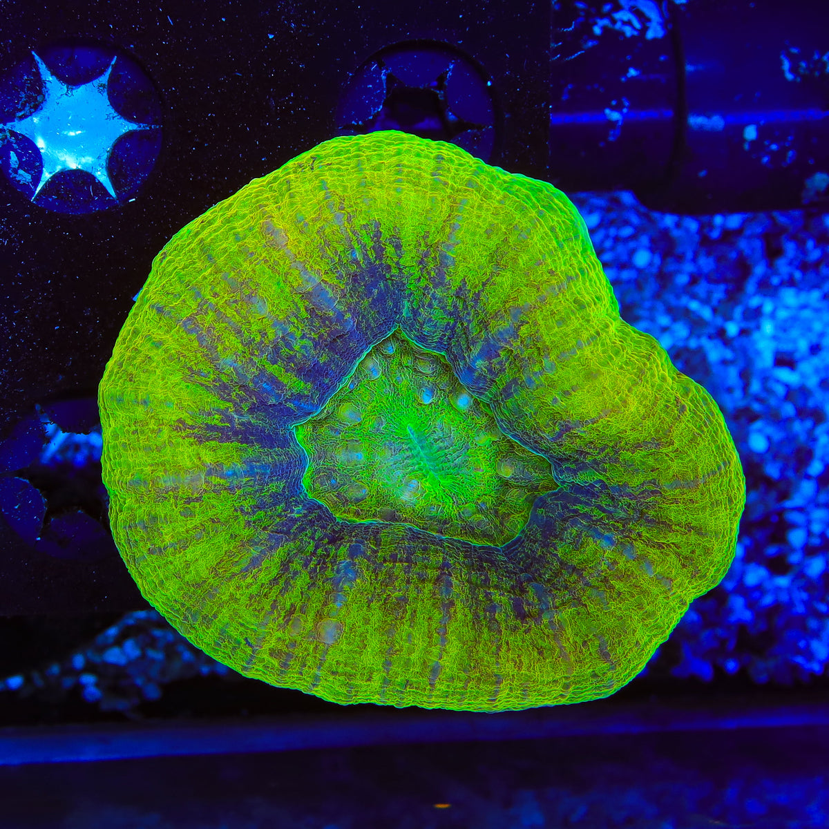 Gold Dust Scolymia Coral
