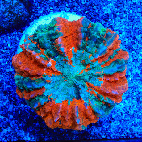 Rainbow Scolymia Coral