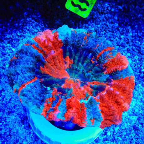 Ultra Cynarina Coral