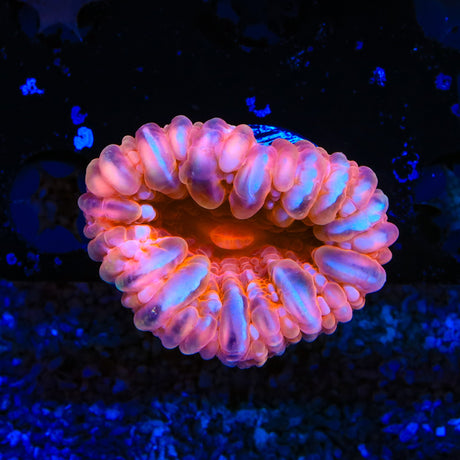 Pink Cynarina coral