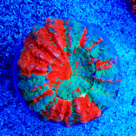 Rainbow Acanthophyllia Coral