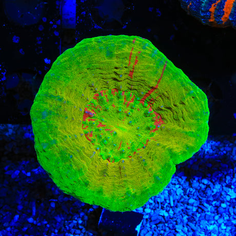 Ultra Scolymia Coral