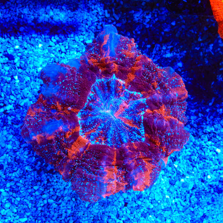 Rainbow Acanthophyllia Coral