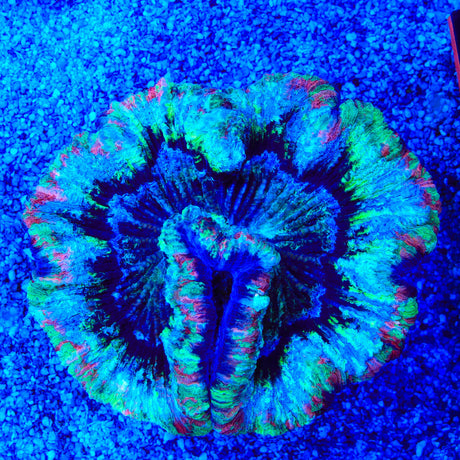 Rainbow Trachyphyllia Coral