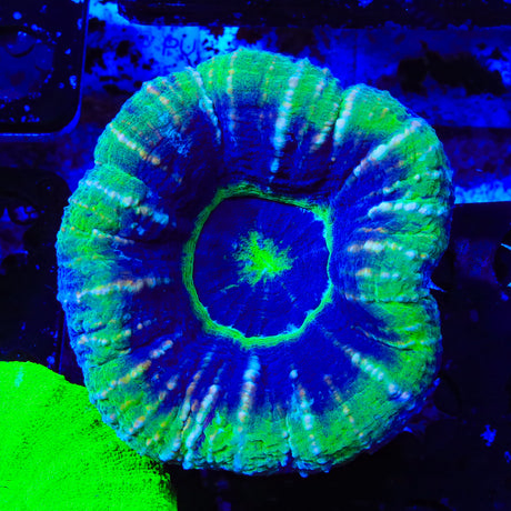 UFO Scolymia Coral