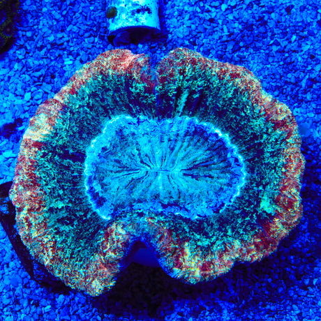 Rainbow Trachyphyllia Coral