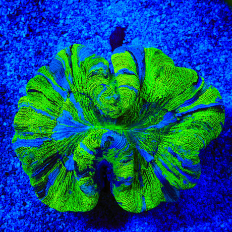 Ultra Trachyphyllia Coral