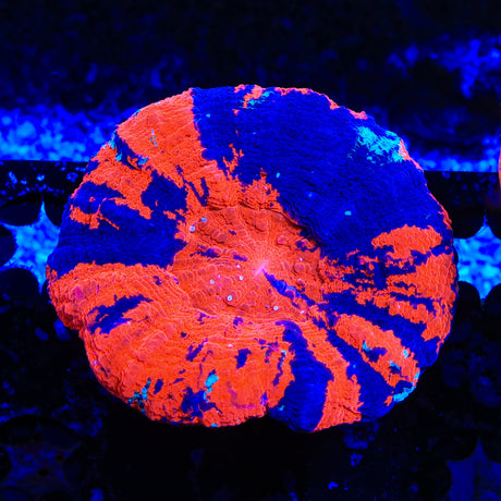 War Paint Scolymia Coral