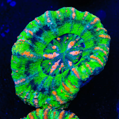 Rainbow Button Scolymia Coral