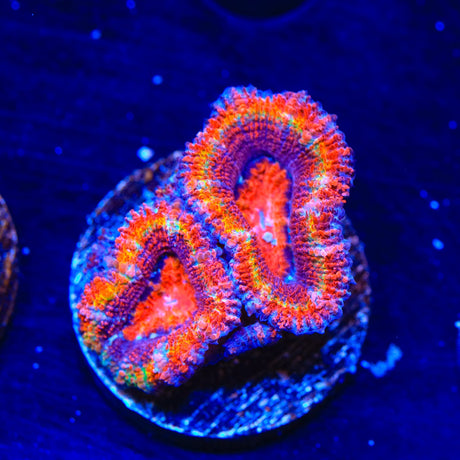 Rainbow Acan Coral