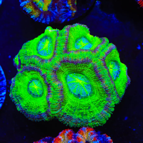 Ultra Deepwater Acan Coral