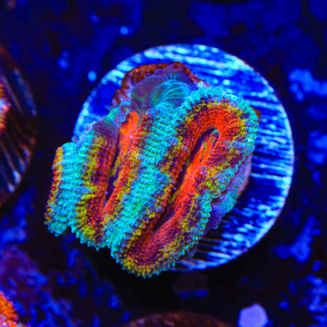 Rainbow Acan Coral