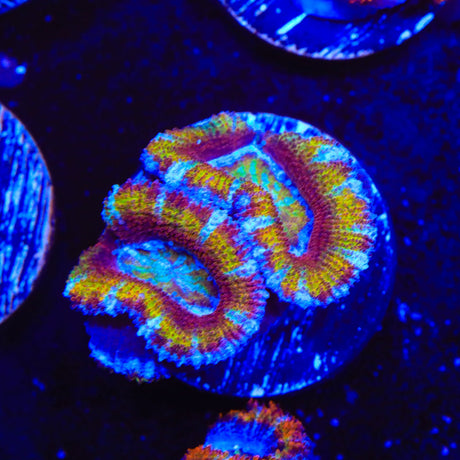 Rainbow Acan Coral