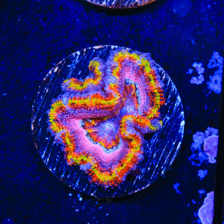 Rainbow Acan Coral