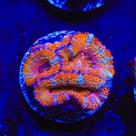 Rainbow Acan Coral