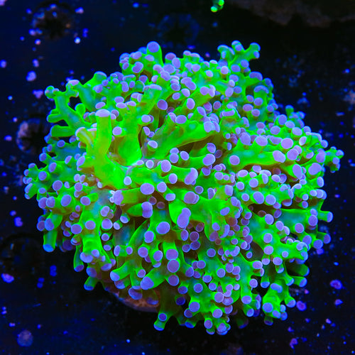 Bicolor Frogspawn Wall Coral