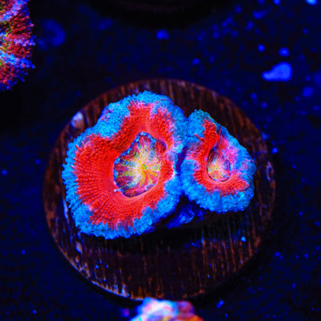 Rainbow Acan Coral