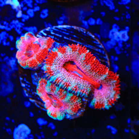 Rainbow Acan Coral