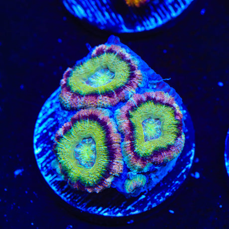 Ultra Deepwater Acan Coral