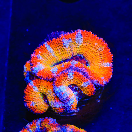 Rainbow Acan Coral