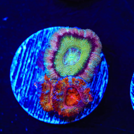 Rainbow Acan Coral