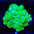 Neon Bubble Coral