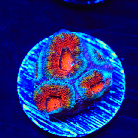 Rainbow Acan Coral