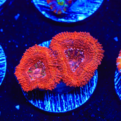 Rainbow Acan Coral