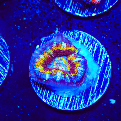 Rainbow Acan Coral