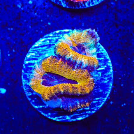 Rainbow Acan Coral