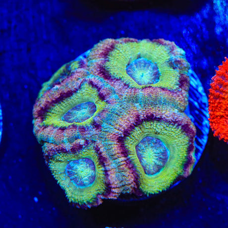 Ultra Deepwater Acan Coral