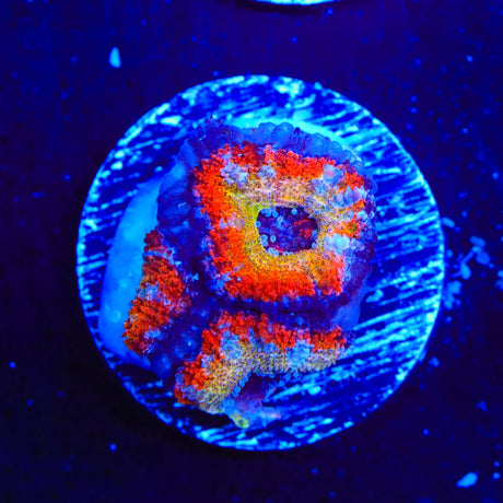 Rainbow Acan Coral