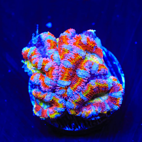 Rainbow Acan Coral