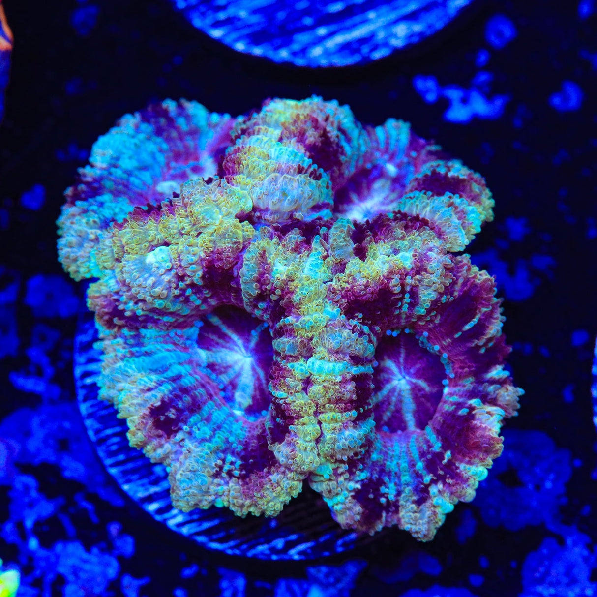 Ultra Japanese Deep Water Acan Coral