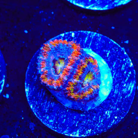 Rainbow Acan Coral