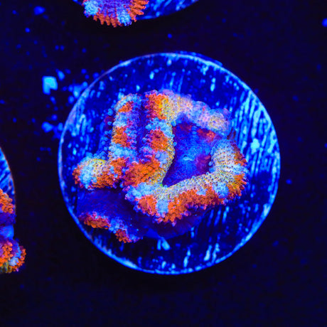 Rainbow Acan Coral