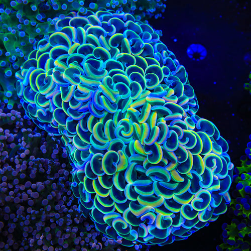 Rainbow Wall Hammer Coral