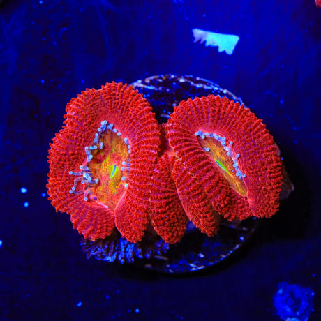 Cherry Rainbow Acan Coral