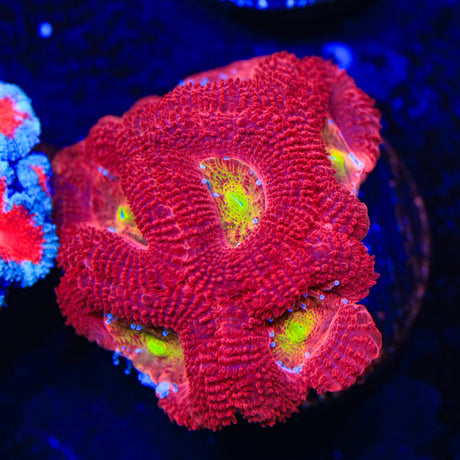 Rainbow Acan Coral