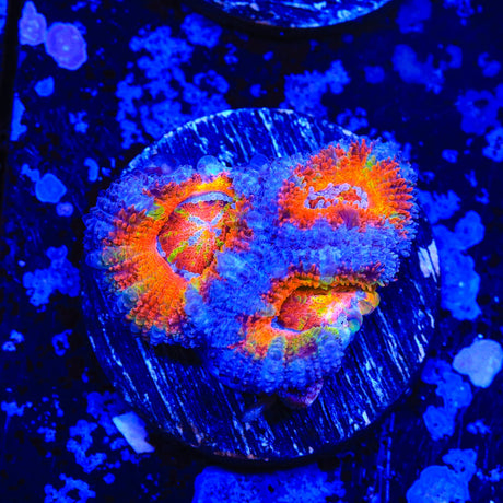 Rainbow Acan Coral