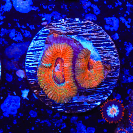 Rainbow Acan Coral