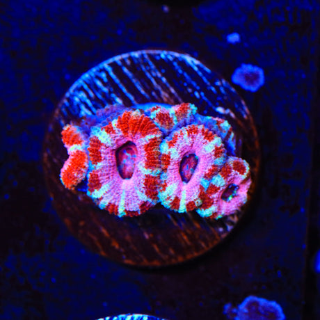 Rainbow Acan Coral